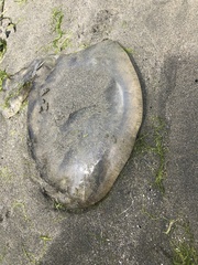 Chrysaora fuscescens