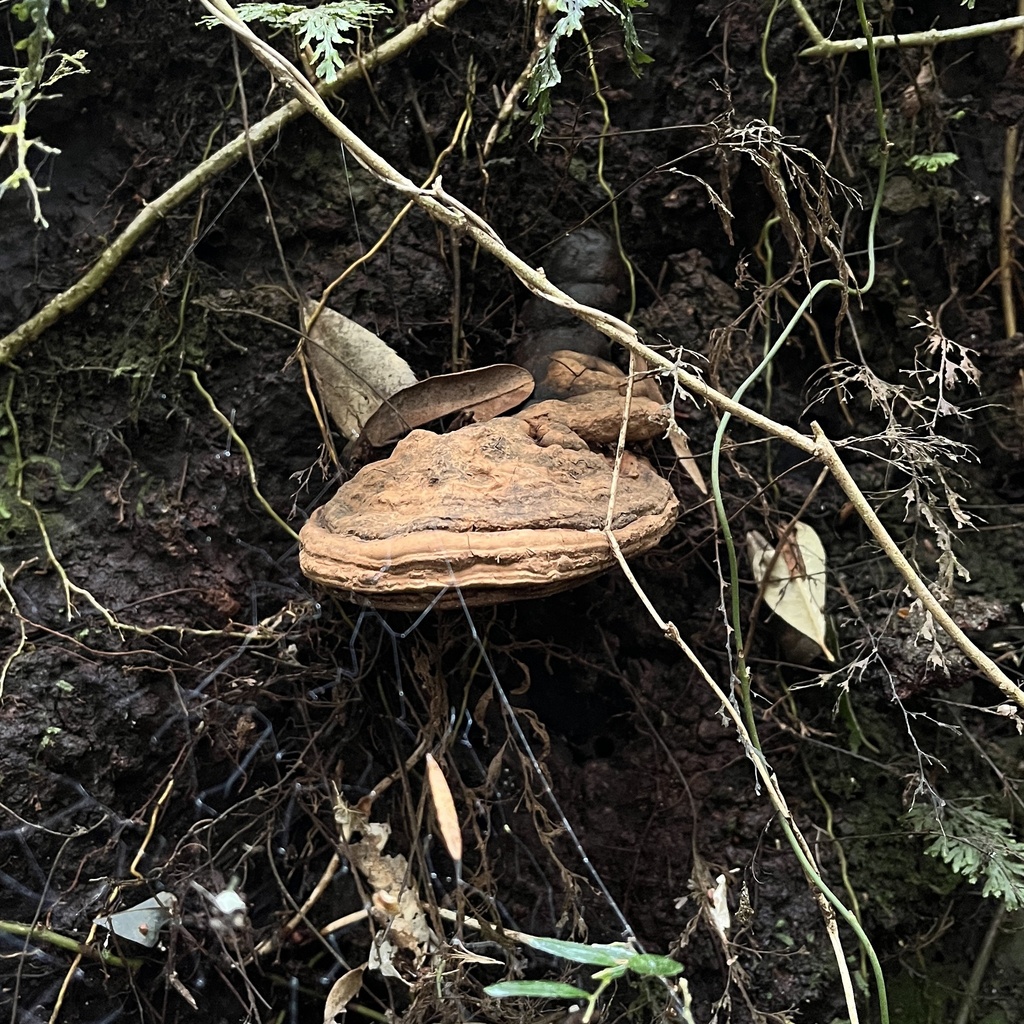 Ganoderma australe · September 2022 · photo: © cristianriquelme (iNaturalist, cc-by)
