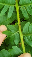 Dryopteris goldieana