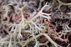 Cladonia uncialis