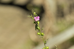 Agalinis neoscotica