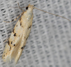 Coleotechnites coniferella