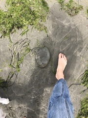 Chrysaora fuscescens