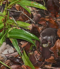 Nepenthes gracilis