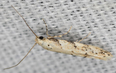 Coleotechnites coniferella