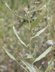 Artemisia douglasiana
