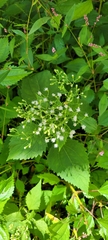 Ageratina altissima