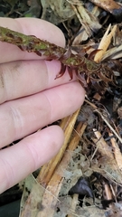 Dryopteris goldieana