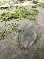 Chrysaora fuscescens