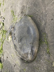 Chrysaora fuscescens