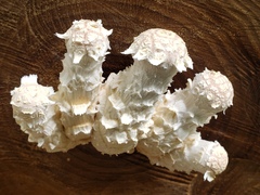 Hemipholiota populnea