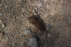 Clethrionomys gapperi