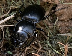 Pasimachus californicus