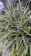 Liriope muscari