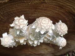 Hemipholiota populnea