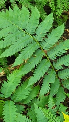 Dryopteris goldieana