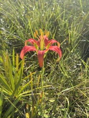 Lilium catesbaei