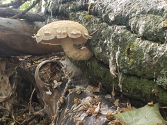 Hemipholiota populnea