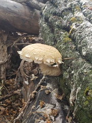 Hemipholiota populnea