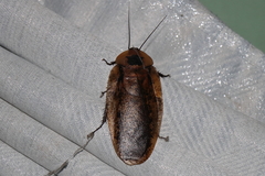 Archimandrita tessellata