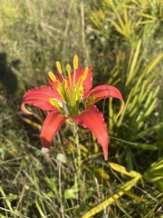 Lilium catesbaei