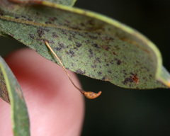 Andricus pedicellatus