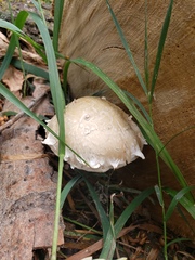 Hemipholiota populnea