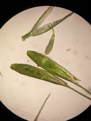 Muhlenbergia frondosa