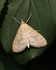 Paracorsia repandalis