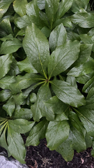 Helleborus orientalis