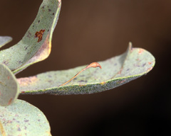 Andricus pedicellatus