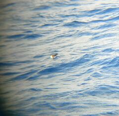 Puffinus lherminieri