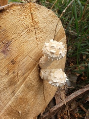 Hemipholiota populnea