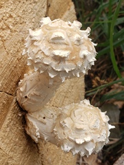 Hemipholiota populnea