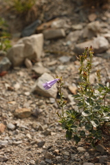 Penstemon ellipticus