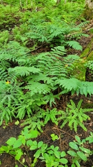 Dryopteris goldieana