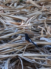 Copsychus malabaricus
