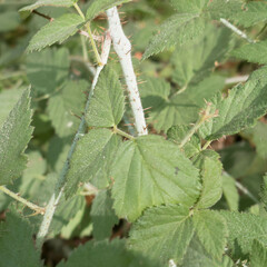 Rubus ursinus