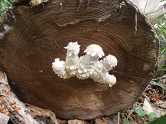 Hemipholiota populnea