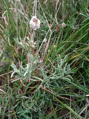 Calocephalus lacteus