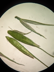 Muhlenbergia frondosa