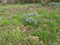 Mertensia virginica