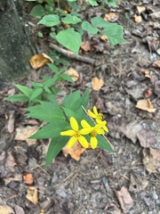 Helianthus microcephalus