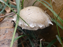 Hemipholiota populnea