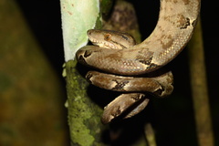 Corallus hortulana