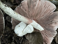 Agaricus hondensis