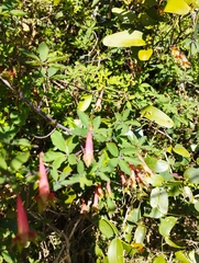Tropaeolum pentaphyllum