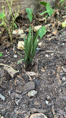 Narcissus pseudonarcissus
