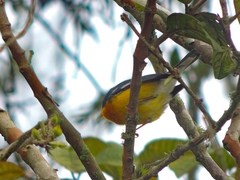 Setophaga pitiayumi