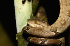 Corallus hortulana